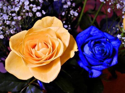 Flower love beautiful