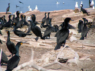 Double-crested cormorants-1