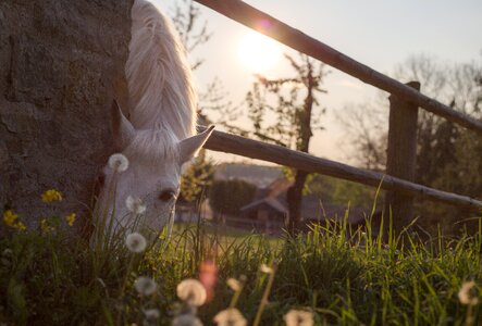 Animal nature grass