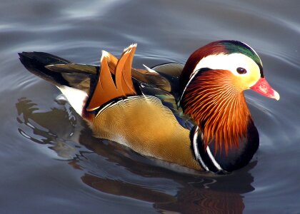 Duck bird bird anatidae