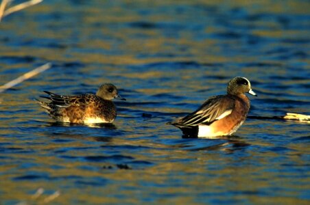 American couple ducks photo