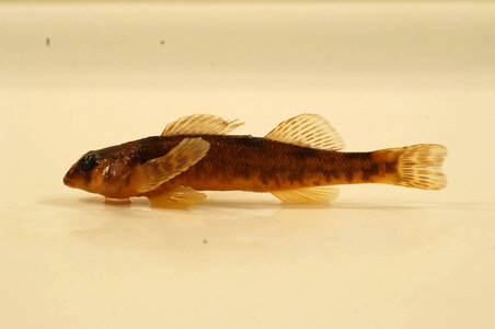 Etheostoma osburni-1