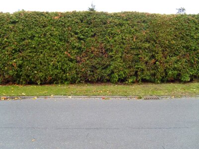 Conifer greenery hedge