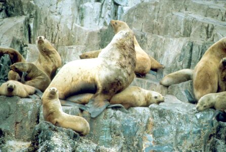 Lion mare sea lion photo