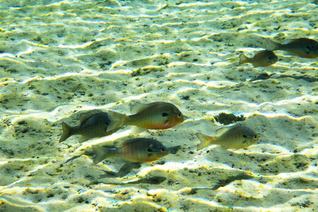 Redbreast Sunfish-4