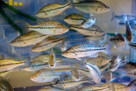 Largemouth bass in tank photo