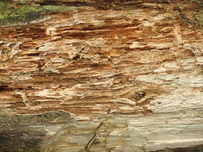 Brown nature backdrop photo