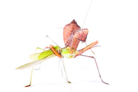 Praying Mantis photo