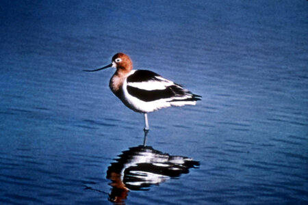 American Avocet photo