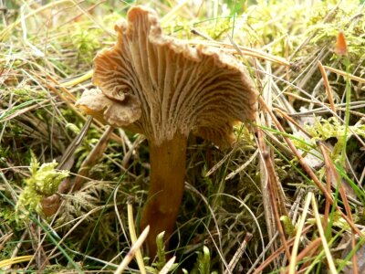 Agaric chanterelle funnel photo