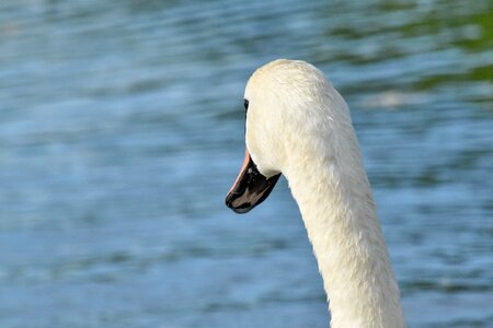 Neck side view aquatic bird photo