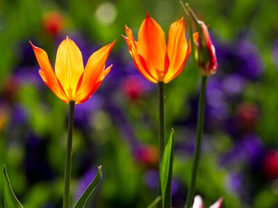 Colorful flowers macro photo