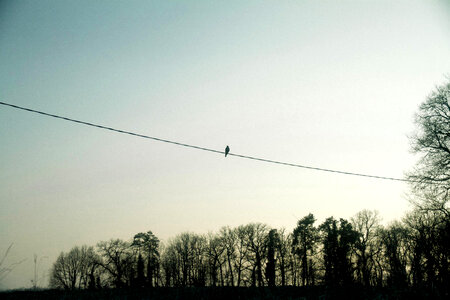 Bird on wire photo