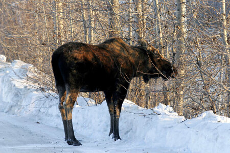 Moose In U.S. Fish and Wildlife Parking Lot photo