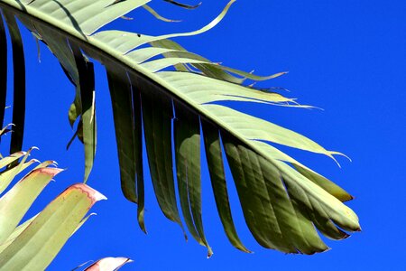 Daylight green green leaf