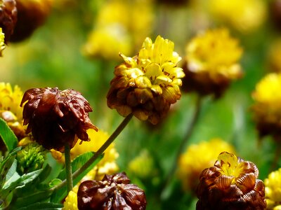 Brown alpine brown dress trifolium badium photo