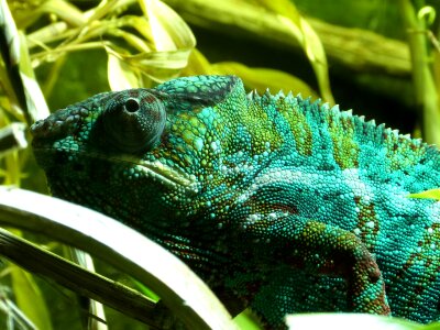 Animal wildlife tropical