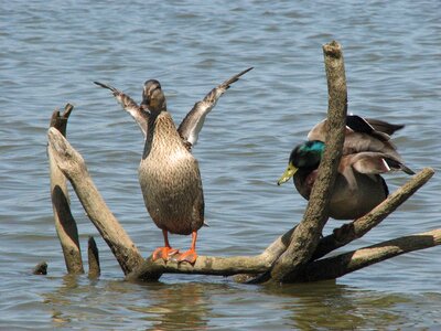 Bird ducks photo