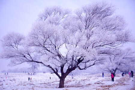 Winter Trees in Harbin photo