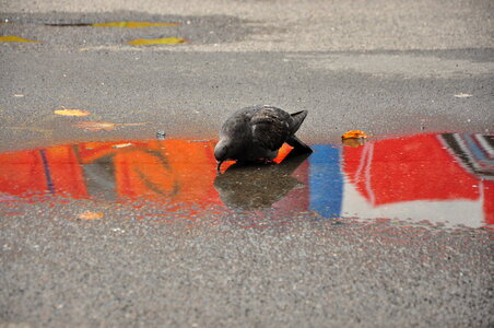 Pigeon drinks from a puddle mirroring a graffiti