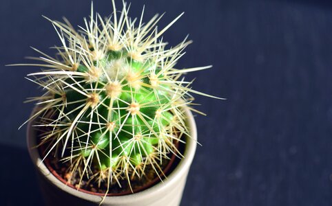 Beautiful Photo blossom cactus photo