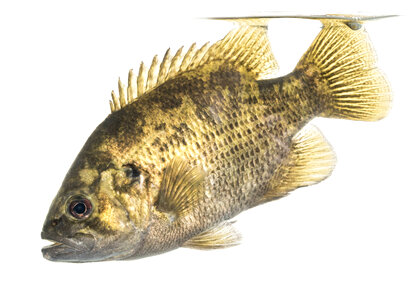 Rock bass photo