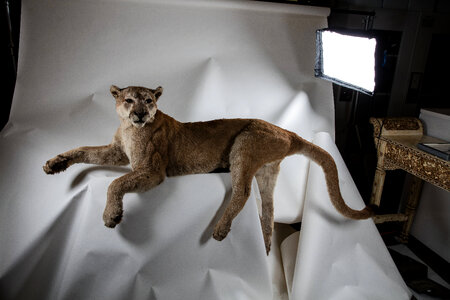 Mountain lion mount