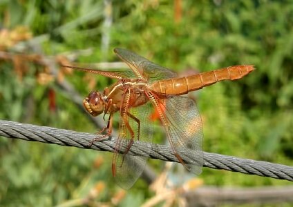 Bug libellula saturate resting photo