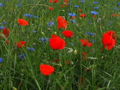 Agriculture beautiful flowers biology