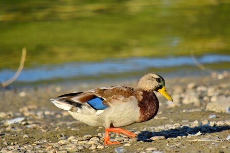 Beach colorful mallard photo