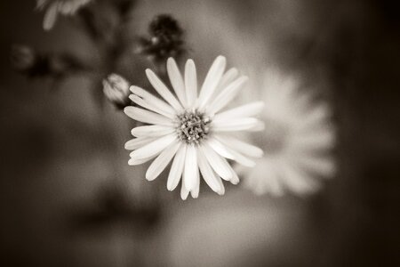 Black White Flower photo