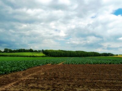 Crops plants agriculture photo