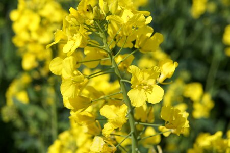 Crop agricultural crops detail