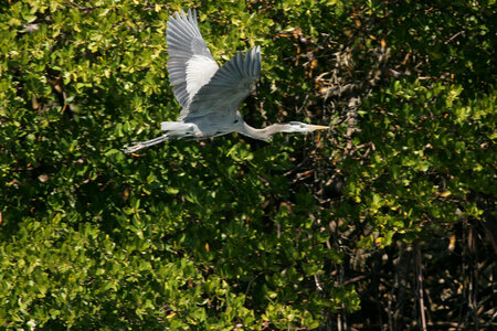 Great Blue Heron-1 photo