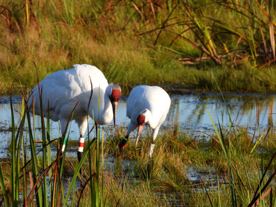 Two whooping cranes in Horicon Marsh