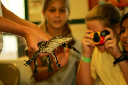 Alligator babies close-up photo