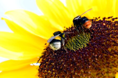 Agriculture animal arthropod