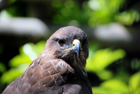 Raptor predator close-up photo