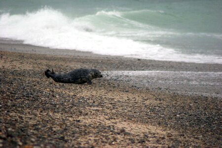 Gray ocean seal photo