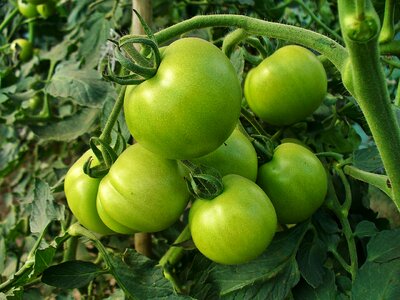 Health vitamins agriculture