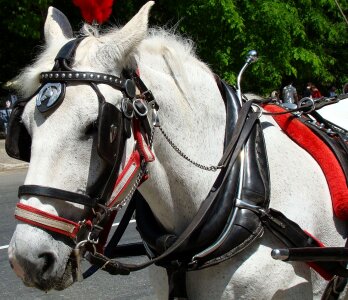City carriage equine photo
