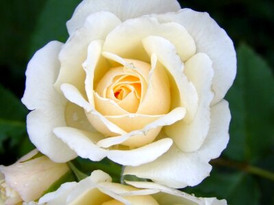 Tender smell nice