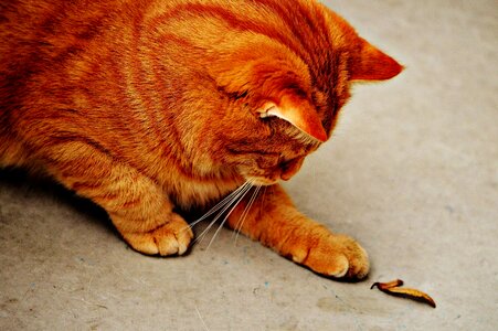 Animal cat claw photo