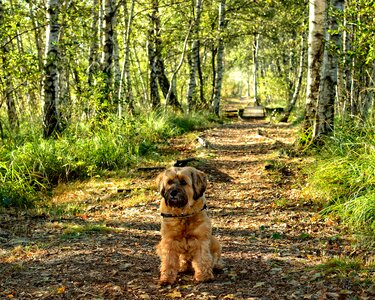 Forest nature away path photo