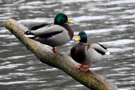 Two ducks standing on a log in the pond