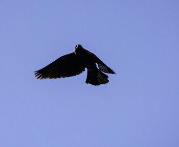 Flying Red wing Blackbird in the air photo