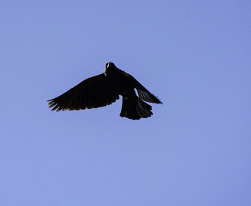 Flying Red wing Blackbird in the air