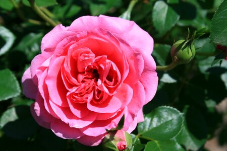 Double petals dense centre