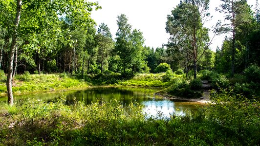 Water mirroring trees photo