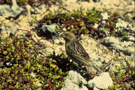 Bird Fringillidae 